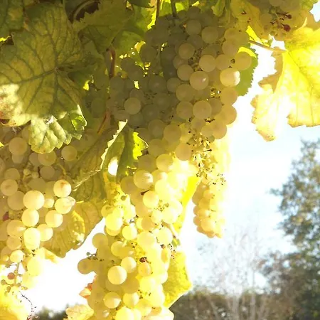 Domaine Des Charmilles Mantenay-Montlin